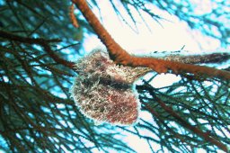 Ägyptische Flügelauster (Pteria aegyptiaca)